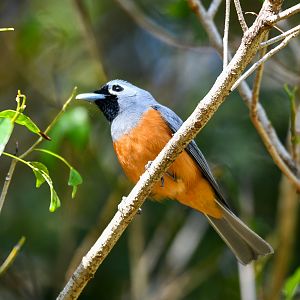 Black-faced Monarch