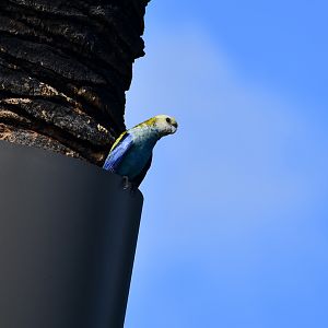 Pale-headed Rosella