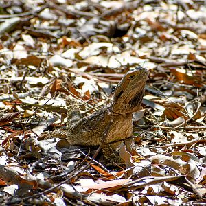 Eastern Bearded Dragon