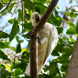Sulphur-crested Cockatoo