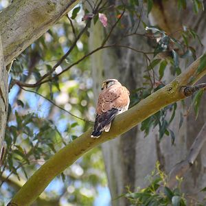 Nankeen Kestrel