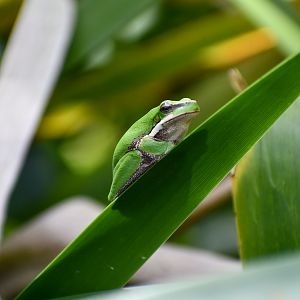 Eastern Dwarf Frog