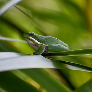 Eastern Dwarf Frog