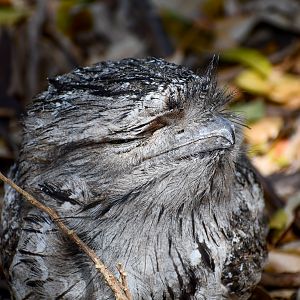 Tawny Frogmouth