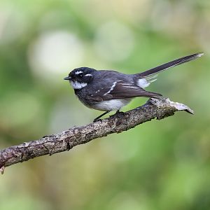 Grey Fantail