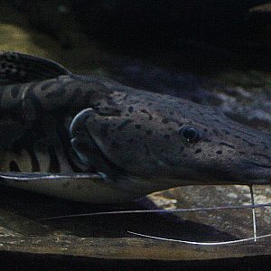 Barred sorubim (Pseudoplatystoma fasciatum)