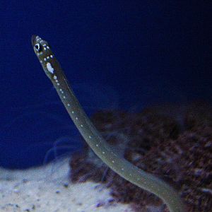 Whitespotted garden eel (Gorgasia maculata)