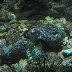 False stonefish (Scorpaenopsis diabolus)