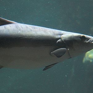 Cobia (Rachycentron canadum)