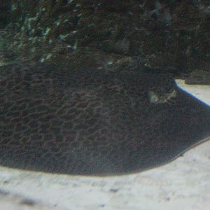 Honeycomb whipray (Himantura cf. undulata)