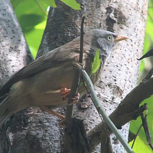 Desert babbler (Argya striata sindiana) - Jakarta Bird Land