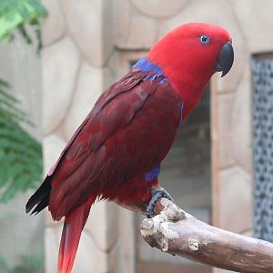 Papuan eclectus (Eclectus polychloros cf. aruensis) - Jakarta Bird Land