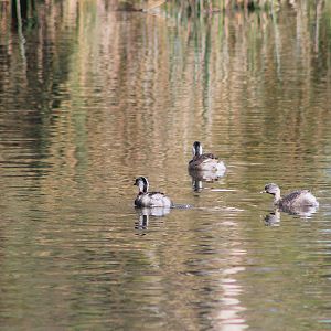 Hoary-headed Grebes (Poliocephalus poliocephalus)