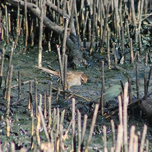 Little Grassbird (Poodytes gramineus)