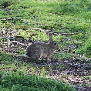 European Rabbit (Oryctolagus cuniculus)