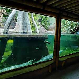 Chambal - Gharial exhibit