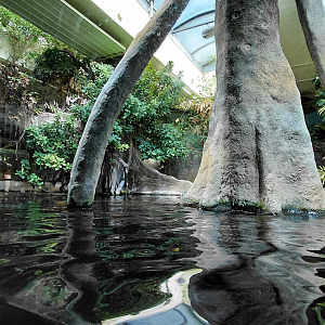 Chambal - Gharial exhibit