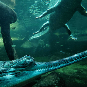 Chambal - underwater view