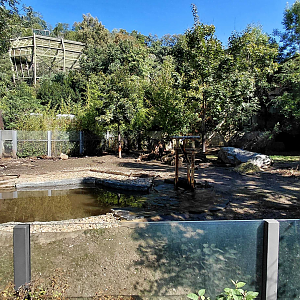 Capybara + giant anteater exhibit