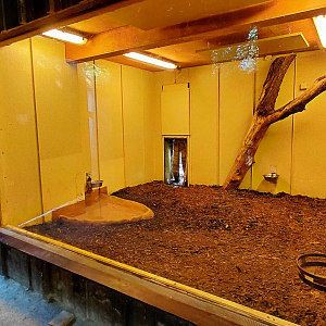 Giant anteater indoor exhibit