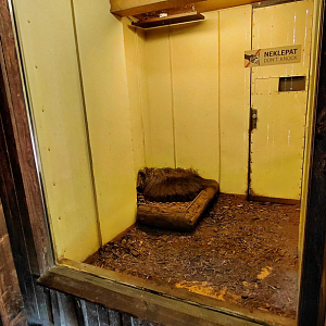 Giant anteater indoor exhibit