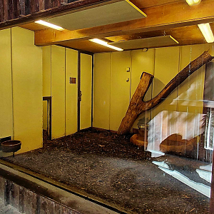 Giant anteater indoor exhibit