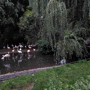 Greater flamingo outdoor exhibit