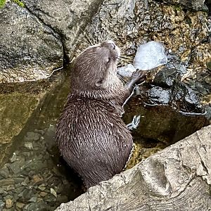 Asian small-clawed otter (Aonyx cinereus)