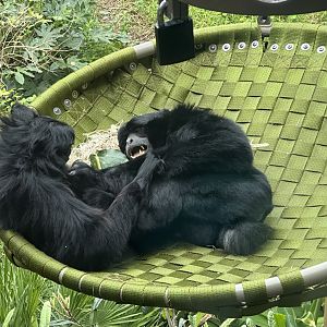 Siamang (Wrestling)