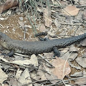 Cunningham’s skink (Egernia cunninghami)