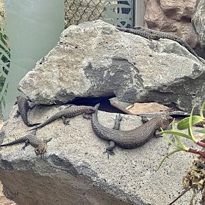 Six Cunningham’s Skinks