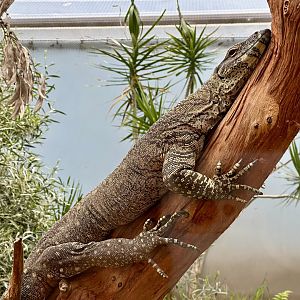 Lace monitor (Varanus varius)