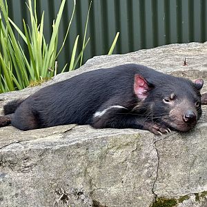 Tasmanian devil (Sarcophilus harrisii)