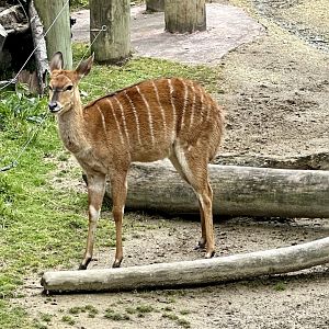Lowland nyala (Tragelaphus angasii)