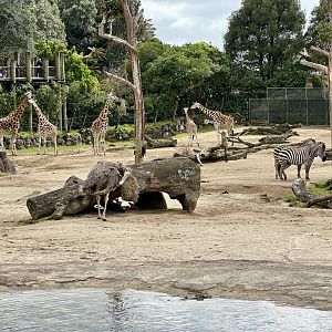 African Savannah Species