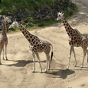Kiraka and Daughters (Giraffe)