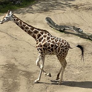 Giraffe Running