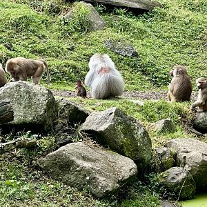 Infant Hamadryas Baboon