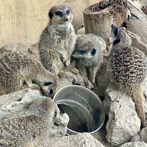 Slender-tailed Meerkat Family