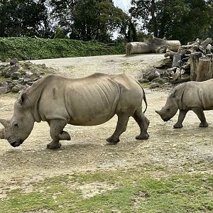 Jamila and Zuka (Southern White Rhinoceros)