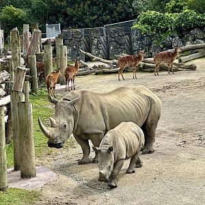 Jamila and Zuka (Southern White Rhinoceros)