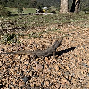 Eastern Bearded Dragon