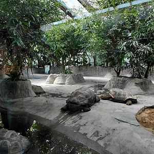 Tortoise indoor exhibit