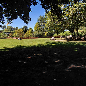 Tortoise outdoor exhibit