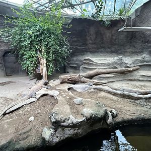 Komodo Dragon Exhibit - Indonesian Jungle Pavillon
