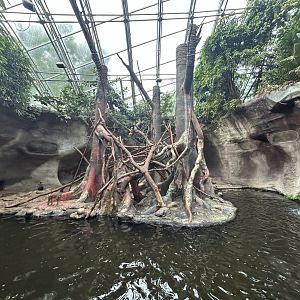 Pig-tailed Macaque Exhibit - Indonesian Jungle Pavillon