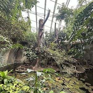 Palawan Binturong & Small-clawed Otter Exhibit - Indonesian Jungle Pavillon