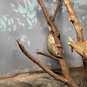 Chinese Pangolin
