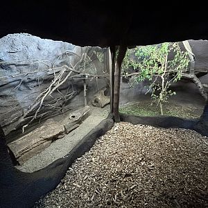 Northern Tree Shrew Exhibit - Indonesian Jungle Pavillon