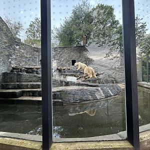 Polar Bear Exhibit #1